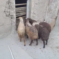 ۵عدد بره نر داشتی