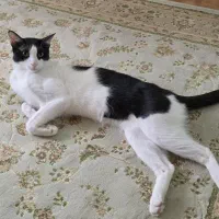 واگذاری گربه
