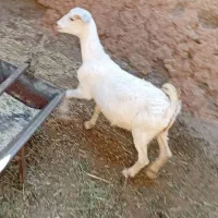 1عدد بزغاله سانن جنس فروشی