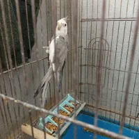 عروس هلندی نر