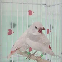 فنچ الماسی وجامبو