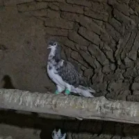 2عدد کبوتر پرشی