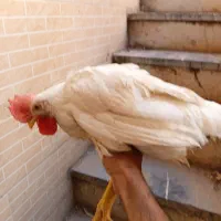 خروس نژاد  لگهورن سفید