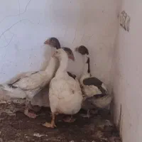 غاز جوانه