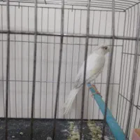 قناری ماده سفید