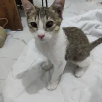 واگذاری بچه گربه خُرخُری
