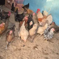 تخم مرغ