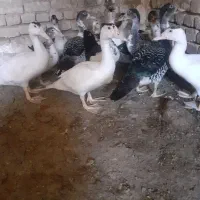 اردک خارجی