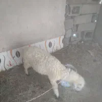 گوسفند