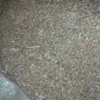 گندم و جو دیم