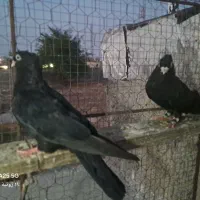 کبوتر سیاه آبادانی