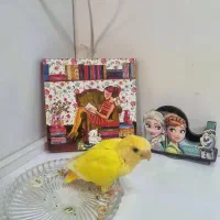 کوتوله برزیلی