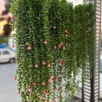 شمشاد ۱۶ شاخه