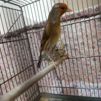 سهره قناری دهن سهره