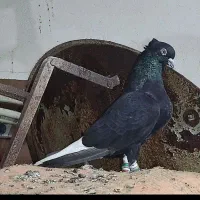 دم سفید معاوضه با شیرازی یا چپ نر