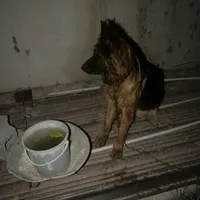 سگ ماده لاکچری ژرمن شپرد