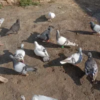 کفتر|پرنده|مشهد, سازمان آب|دیوار