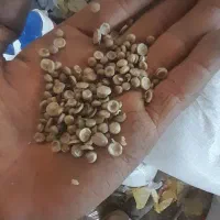 گرانول بادی ، تزریقی
