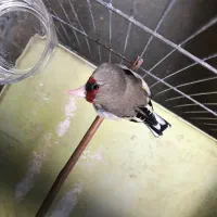 سهره دورگ نشون دار مست