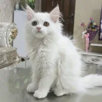گربه ماده