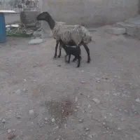 میش شالی بره دار