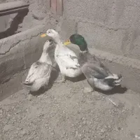 اردک 6ماهه