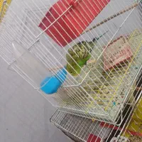 پرند مرغ عشق