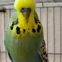 مرغ عشق معاوضه و فروش
