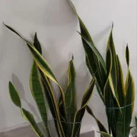 ۳ عدد گل سانسوریا
