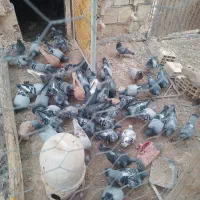 سلام ۵۰یا۶۰تاپلاکی فروشی