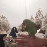 جوجه ملنگو ۵ ماهه رام ماده