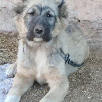 سگ خراسانی اصل