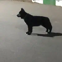 سگ ژرمن