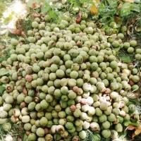 نوبرانه گردو تازه کاغذی پرچرب کیلویی ۱۵۰