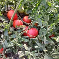 گوجه|خوردنی و آشامیدنی|ارومیه, |دیوار