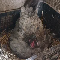 جوجه گلین/چهل تاج/جوجه مرغ/جوجه خروس
