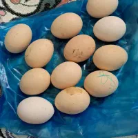 تخم نطفه دار تضمینی