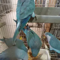 راهب آبی وسبز با تست نر