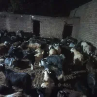 بز بومی
