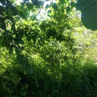 باغچه استراحتگاهی کوچک ساده درحدسرپنانه510متر