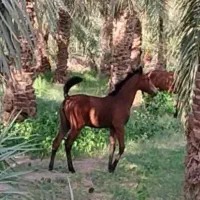 کره مادیان 4ماه
