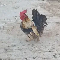 مرغ وخروس