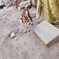 بزقاله نر