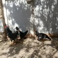 مرغ و خروس گلین