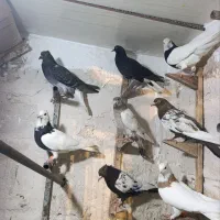 کفتر رنگه طوقی سینه