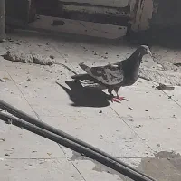 ماده