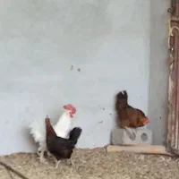مرغ و خروس ۴عدد