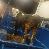 خرید،فروش گاوگوساله هرنوع سالم اوژانسی پاشکسته قصر