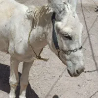 خر نر