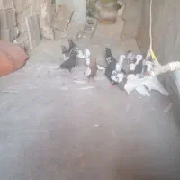 کفتر خوبی هست